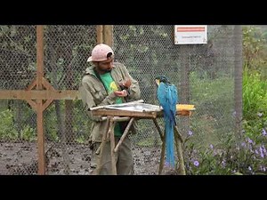 🦜 You Don’t Learn to Fly in a Week | Rewilding Macaws at Loros Wildlife Sanctuary 🇨🇴