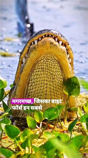 🚨which animal can separate human legs🦵#animals