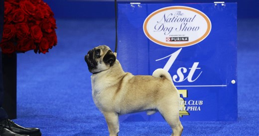 U.S. has a new favorite dog breed