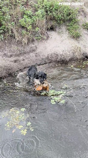 Otto does a front flip catching an invasive iguana! | Python Cowboy Hunts