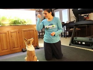 Bingo the Smooth Collie: Three Month Update