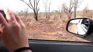 'Angry' hippo attacks car in South Africa
