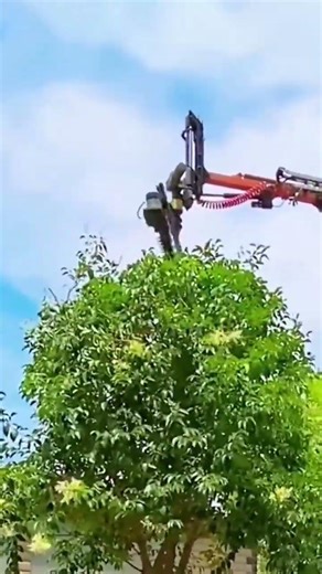 Is This Even Legal Tree Pruning?! 🤨🌳