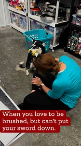 30K views · 635 reactions | Poncho just one year old Pomsky is a chill guy that loves to be pampered. | Bridge To Home Animal Rescue | Facebook