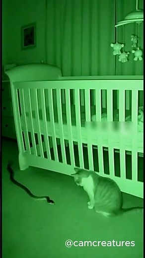 Cat vs Snake Near the Crib 😨|cctv footage