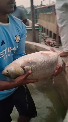 Big Billket Fish Induction