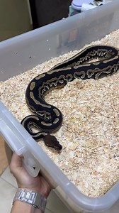 21K views · 352 reactions | Black Head and Cinnamon complement each other beautifully in combos! What else should I add? Hmmm 樂 | Arcandrez Ball Pythons | Facebook