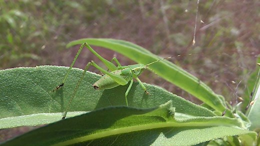 DISCOVER NATURE NOTES: Discover WHY you want this wasp around and HOW scary good Great Golden Diggers are in this week's Discover Nature Note. https://mdc.mo.gov/blogs/discover-nature-notes/great-golden-digger-wasps-scary-good | Missouri Dept. of Conservation