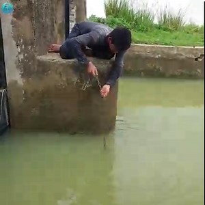 Unbelievable Fishing Technique With Big Chicken. Fishing With A Chicken | Fisherman Animal Lover-Original