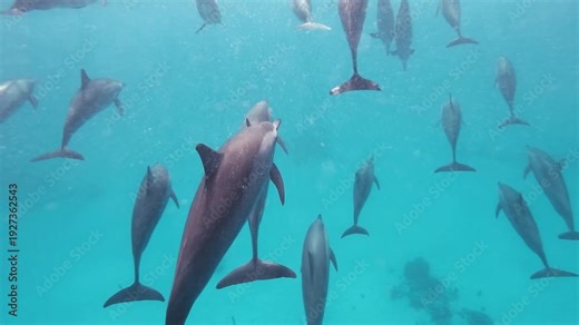 Slow motion underwater video of hundreds of Australian fur seals swimming and blowing air bubbles in crystal clear water at Montague Island, Narooma, New South Wales, Australia.
