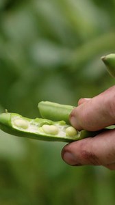 Anyone else growing broad beans?? 🫛 | Jamie Oliver
