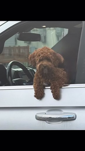📚🚗 Car Line Cutie Alert! 🐾💕 Honeysuckle is patiently waiting on her kiddos in the school pick-up line — one of her absolute favorite parts of the day. She misses them so much while they’re at school, and you can tell by the way her tail wags the moment she spots them coming out the doors. 🥹✨ These are the everyday moments that remind us just how loyal and loving our Australian Labradoodles are. They truly become part of the family. 🩷 Do your pups wait for their favorite humans too? Tell us