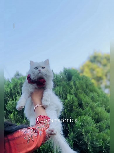 Discover My Dream with Casper the Cat!