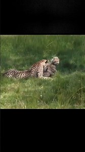 Animals never fail to make us laugh Super funny animal compilation, 🐶Confuse Behavior #37