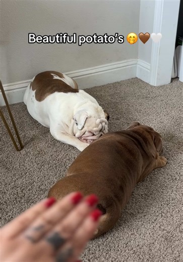 Live Catch Game with English Bulldogs Today