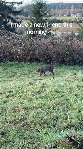 I think I found the Spirit Animal I didn’t know about. I always thought it was a Lynx, maybe because I wanted that to be, but I may have been mistaken. This all makes sense now. BOBCAT KEYNOTE: Silence and Secrets CYCLE OF POWER: Late Winter and Spring The bobcat is sometimes called the wild cat. It has a short, bobbed tail from which it gets its name. It also has tufts of hair on its ears and sideburns. It is often confused with a lynx. The bobcat is a solitary animal, and those with it as a to