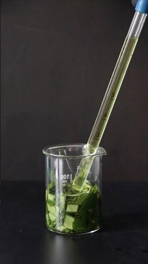 Extracting chlorophyll from leaves.