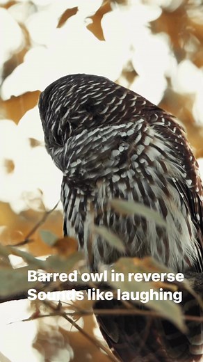 This never gets old to me a barred owl hooting played in reverse!!! Sounds like laughing | Kyle Underwood photography
