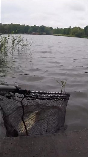 Feeder Fishing for Bream! 🎣🎣🎣