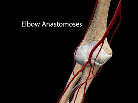 Elbow Anastomoses