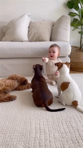 These dogs deserve Oscars for this performance! 🎬🐶 Baby wins the show | Little Dog