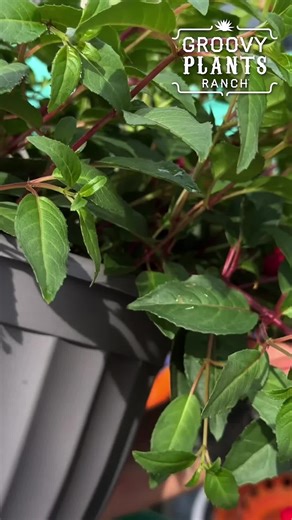 Fuchsia hanging baskets are here! 🌺 Order yours now, and pick them up at The Ranch! 👉 Get yours at the link in our bio! 'Dollar Princess' and 'Blue Eyes' are two stunning varieties of Fuchsia. They feature those iconic, ruffled, chiffon-like flowers with deep, saturated colors. Fuchsia live their best lives in partial shade conditions. They'll reward you with TONS of blooms, flowering from spring all the way through fall. Fucshia have a big secret, too: Hummingbirds and butterflies LOVE them! 