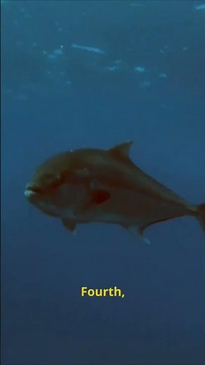 5 Surprising Facts About Amberjack #fishing #ocean #facts