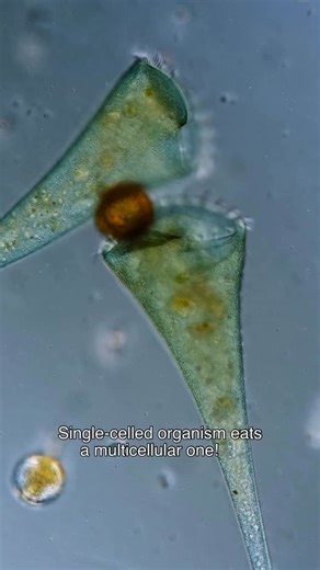 These large, trumpet-shaped unicellular organisms are called Stentor, and the one on the right is eating a multicellular animal known as a rotifer. If you’re familiar with my content, you probably already know that rotifers are pretty much bullied by every single-celled organism in their environment. 😂 . Stentors can reach a few millimeters in length when they take on this trumpet shape to filter-feed. They anchor themselves to submerged surfaces in ponds, extend their bodies, and beat the hair
