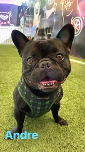 Andre is only 3-1/2 years old and was abandoned most likely because he can’t walk. But he’s happy and spirited and looking for a home. | Pug Nation Rescue of Los Angeles