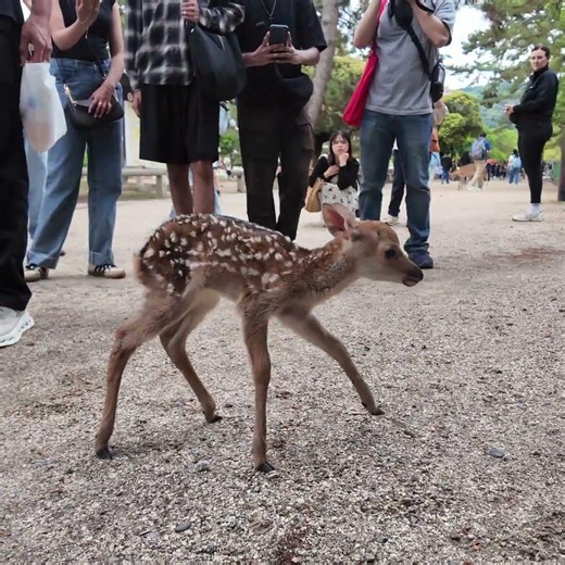 お母さんを探し回る子鹿 #deerpark #奈良公園