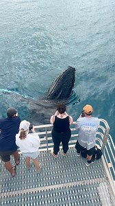 Not common this late in the season, but this whale stuck around and checked us out. What a lucky mugging! 🐋💙 #herveybay #australia #thisisqueensland #visitfrasercoast #queensland #whales #booknow #spiritofherveybay #holidayherethisyear | Spirit of Hervey Bay Whale Watch Cruises