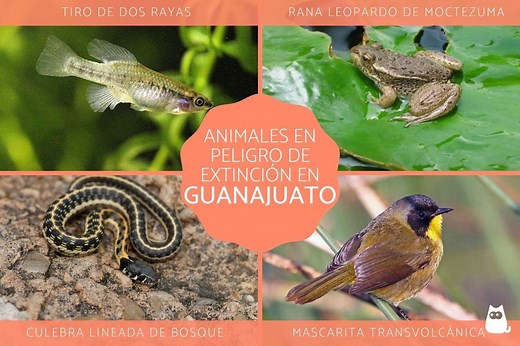 10 Animales en PELIGRO de EXTINCIÓN en GUANAJUATO