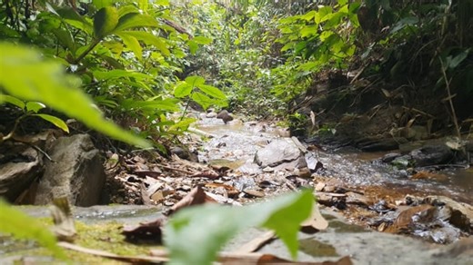 Stream, Current, Water. Free Stock Video