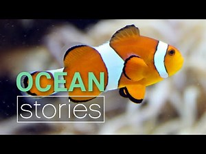 When clownfish attack (the truth about Nemo) | Ocean Stories