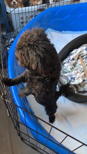 For the love of Poodles Rescue of Richmond, VA on Reels