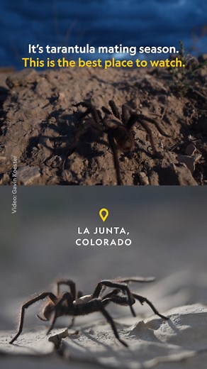 Love is in the air 🕷️ August to October marks tarantula mating season, and southeastern Colorado is abundant with these baseball-sized creatures as they emerge from their burrows and wander across the plains in search of mates. Since 2018, the town of La Junta hosts an annual tarantula festival with film screenings, public science talks, and tours of the local grassland, that scientists and enthusiasts flock to. Discover more about this fall phenomenon and celebration: https://on.natgeo.com/4mK