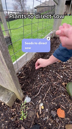 Direct Sow Vegetables and Flowers: Planting Tips & Examples
