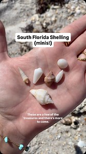 12K views · 647 reactions | Thanks to the beach trash for leading me to more mini shells!浪 Found these cuties on the east coast in South Florida. #shelling #beachfinds #seashells #beachcombing #minishells #floridaseashells | Let's Go Shelling | Facebook