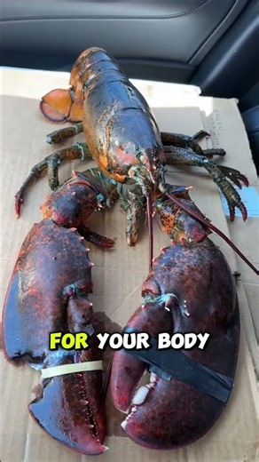 THE BENEFIT OF LOBSTER YOU NEVER KNOW🫨😮🦞 #seafood #shorts #lobster