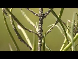 Managing Cabbage Aphid