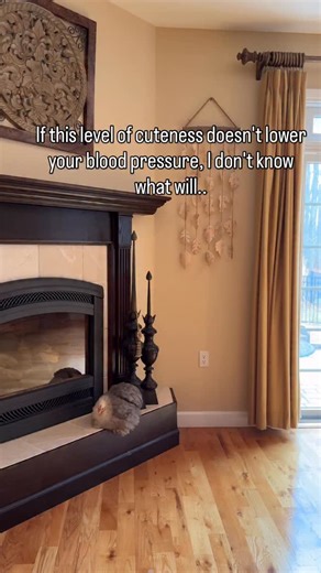 Lavern Clarke | Chickens keeping tip on Instagram: "I am avoiding the freezing cold temperature by hanging out with my emotional support raptor by the fireplace. People ask why chickens are therapeutic. Look at this adorable bobtail Cochin bantams chicken. She is a perfectly spherical ball of grey feathers sitting indoors by the fireplace. If that level of cute randomness doesn’t immediately lower your blood pressure, I don’t know what will. If you need some fluffy therapy in your life, come vis