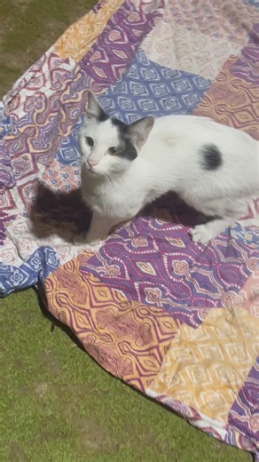 This Cat Suddenly Started Chasing Me 🙀 #shorts