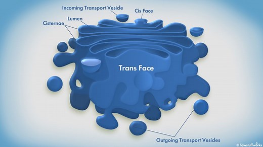 The Golgi Apparatus Acts Like a Mail Room for Eukaryotic Cells