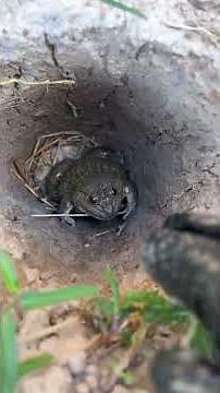 Jump scare frog 🐸| frogs jumping on people | frog funny video short #frog #jump #frogfun #scareprank