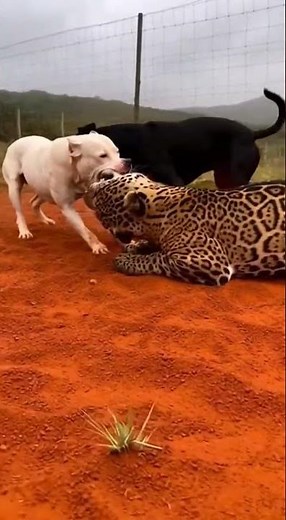 Dogo Argentino vs Jaguar: The Ultimate Predator Clash!