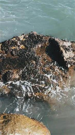 ചങ്കൂറ്റം ഉള്ളവർക്ക് വന്നു കൊണ്ടുപോകാം #fishing mussels | kallumakkaya #shorts #shortsfeed