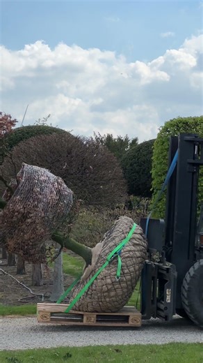 Another topiary ready for export! 🇬🇧