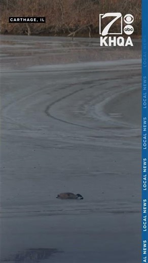 Flock of dead birds found on frozen Carthage Lake, authorities yet to respond