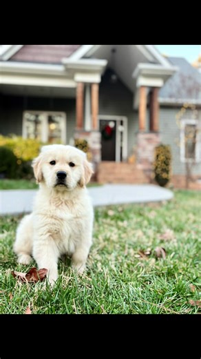 Ernie’s busy day. #erniethegolden #bigernieenergy #erniethingispossible #ernieexplores #ernieeverday @Thekindacoolmom @corlsgt4470