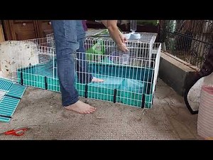 how to assemble the Guinea Habitat and what you need for your first Guinea big.